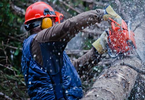 Tree and shrub pruning services